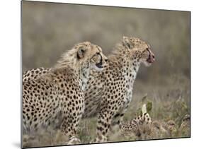 Two Young Cheetah (Acinonyx Jubatus), Serengeti National Park, Tanzania, East Africa, Africa-James Hager-Mounted Photographic Print