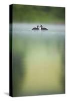 Two Young Coots (Fulica Atra) on a Still Lake at Dawn, Derbyshire, England, UK, June 2010-Andrew Parkinson-Stretched Canvas