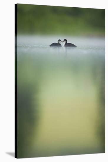 Two Young Coots (Fulica Atra) on a Still Lake at Dawn, Derbyshire, England, UK, June 2010-Andrew Parkinson-Stretched Canvas