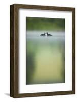 Two Young Coots (Fulica Atra) on a Still Lake at Dawn, Derbyshire, England, UK, June 2010-Andrew Parkinson-Framed Photographic Print