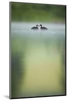 Two Young Coots (Fulica Atra) on a Still Lake at Dawn, Derbyshire, England, UK, June 2010-Andrew Parkinson-Mounted Photographic Print