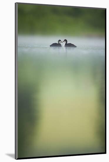 Two Young Coots (Fulica Atra) on a Still Lake at Dawn, Derbyshire, England, UK, June 2010-Andrew Parkinson-Mounted Photographic Print