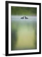 Two Young Coots (Fulica Atra) on a Still Lake at Dawn, Derbyshire, England, UK, June 2010-Andrew Parkinson-Framed Photographic Print