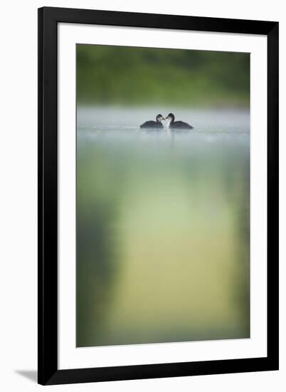 Two Young Coots (Fulica Atra) on a Still Lake at Dawn, Derbyshire, England, UK, June 2010-Andrew Parkinson-Framed Photographic Print