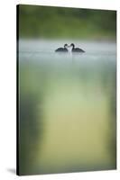 Two Young Coots (Fulica Atra) on a Still Lake at Dawn, Derbyshire, England, UK, June 2010-Andrew Parkinson-Stretched Canvas