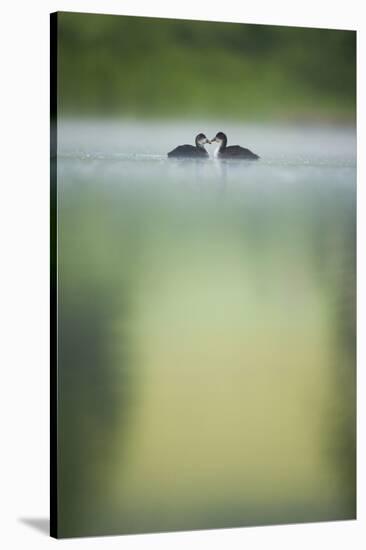 Two Young Coots (Fulica Atra) on a Still Lake at Dawn, Derbyshire, England, UK, June 2010-Andrew Parkinson-Stretched Canvas