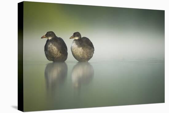Two Young Coots (Fulica Atra) Standing Together in Shallow Water, Derbyshire, England, UK, June-Andrew Parkinson-Stretched Canvas