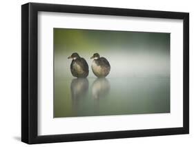 Two Young Coots (Fulica Atra) Standing Together in Shallow Water, Derbyshire, England, UK, June-Andrew Parkinson-Framed Photographic Print