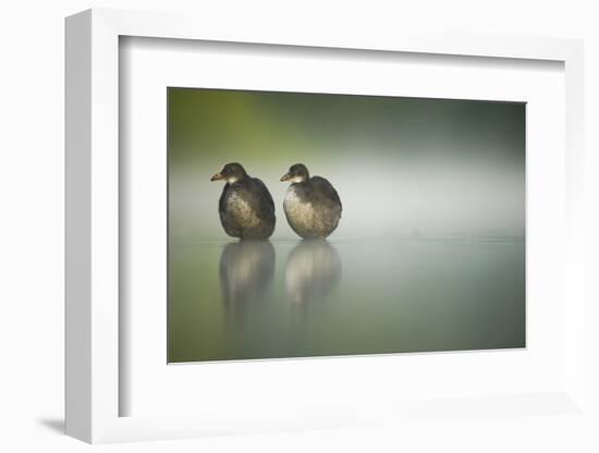 Two Young Coots (Fulica Atra) Standing Together in Shallow Water, Derbyshire, England, UK, June-Andrew Parkinson-Framed Photographic Print