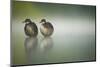 Two Young Coots (Fulica Atra) Standing Together in Shallow Water, Derbyshire, England, UK, June-Andrew Parkinson-Mounted Photographic Print