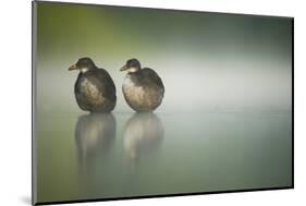 Two Young Coots (Fulica Atra) Standing Together in Shallow Water, Derbyshire, England, UK, June-Andrew Parkinson-Mounted Photographic Print