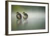 Two Young Coots (Fulica Atra) Standing Together in Shallow Water, Derbyshire, England, UK, June-Andrew Parkinson-Framed Photographic Print
