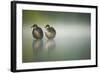 Two Young Coots (Fulica Atra) Standing Together in Shallow Water, Derbyshire, England, UK, June-Andrew Parkinson-Framed Photographic Print