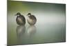 Two Young Coots (Fulica Atra) Standing Together in Shallow Water, Derbyshire, England, UK, June-Andrew Parkinson-Mounted Photographic Print