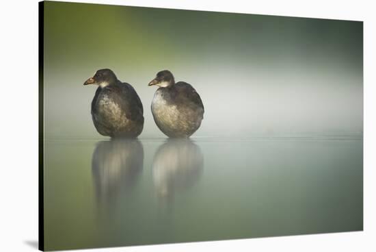 Two Young Coots (Fulica Atra) Standing Together in Shallow Water, Derbyshire, England, UK, June-Andrew Parkinson-Stretched Canvas