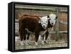 Two Young Cows Graze-null-Framed Stretched Canvas