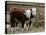 Two Young Cows Graze-null-Stretched Canvas