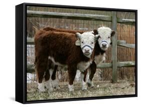 Two Young Cows Graze-null-Framed Stretched Canvas