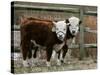 Two Young Cows Graze-null-Stretched Canvas