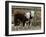 Two Young Cows Graze-null-Framed Premium Photographic Print