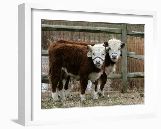 Two Young Cows Graze-null-Framed Premium Photographic Print