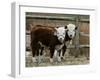 Two Young Cows Graze-null-Framed Premium Photographic Print