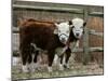 Two Young Cows Graze-null-Mounted Premium Photographic Print