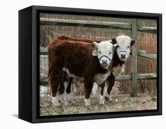 Two Young Cows Graze-null-Framed Stretched Canvas