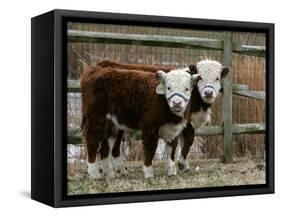 Two Young Cows Graze-null-Framed Stretched Canvas