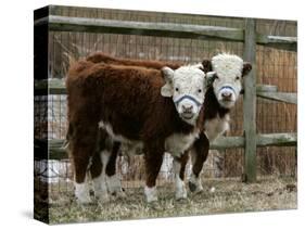 Two Young Cows Graze-null-Stretched Canvas