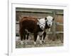 Two Young Cows Graze-null-Framed Photographic Print