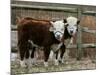 Two Young Cows Graze-null-Mounted Photographic Print