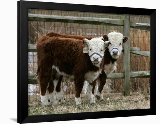 Two Young Cows Graze-null-Framed Photographic Print