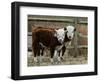 Two Young Cows Graze-null-Framed Photographic Print