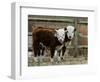 Two Young Cows Graze-null-Framed Photographic Print