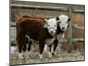 Two Young Cows Graze-null-Mounted Photographic Print