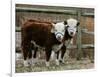 Two Young Cows Graze-null-Framed Photographic Print