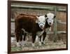 Two Young Cows Graze-null-Framed Photographic Print