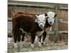 Two Young Cows Graze-null-Mounted Photographic Print