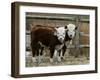 Two Young Cows Graze-null-Framed Photographic Print