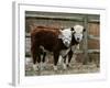 Two Young Cows Graze-null-Framed Photographic Print