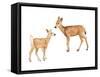 Two Young Deer-Lanie Loreth-Framed Stretched Canvas