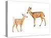 Two Young Deer-Lanie Loreth-Stretched Canvas