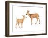 Two Young Deer-Lanie Loreth-Framed Art Print