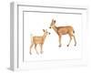 Two Young Deer-Lanie Loreth-Framed Art Print