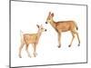 Two Young Deer-Lanie Loreth-Mounted Art Print