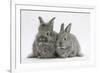 Two Young Domestic Silver Rabbits-Mark Taylor-Framed Photographic Print