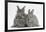 Two Young Domestic Silver Rabbits-Mark Taylor-Framed Photographic Print