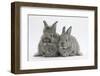 Two Young Domestic Silver Rabbits-Mark Taylor-Framed Photographic Print