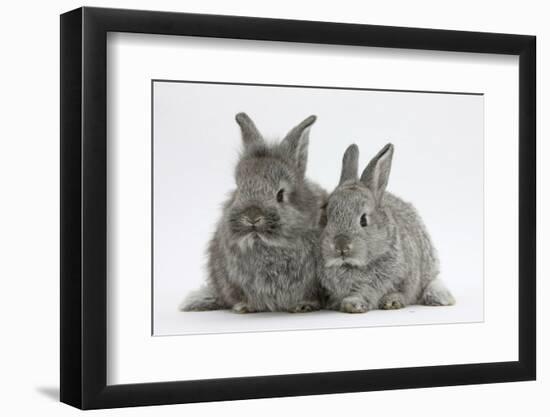 Two Young Domestic Silver Rabbits-Mark Taylor-Framed Photographic Print